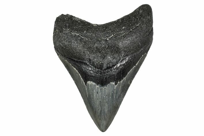 Fossil Megalodon Tooth - Georgia #338715